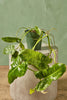 Philodendron 'Paraiso Verde'