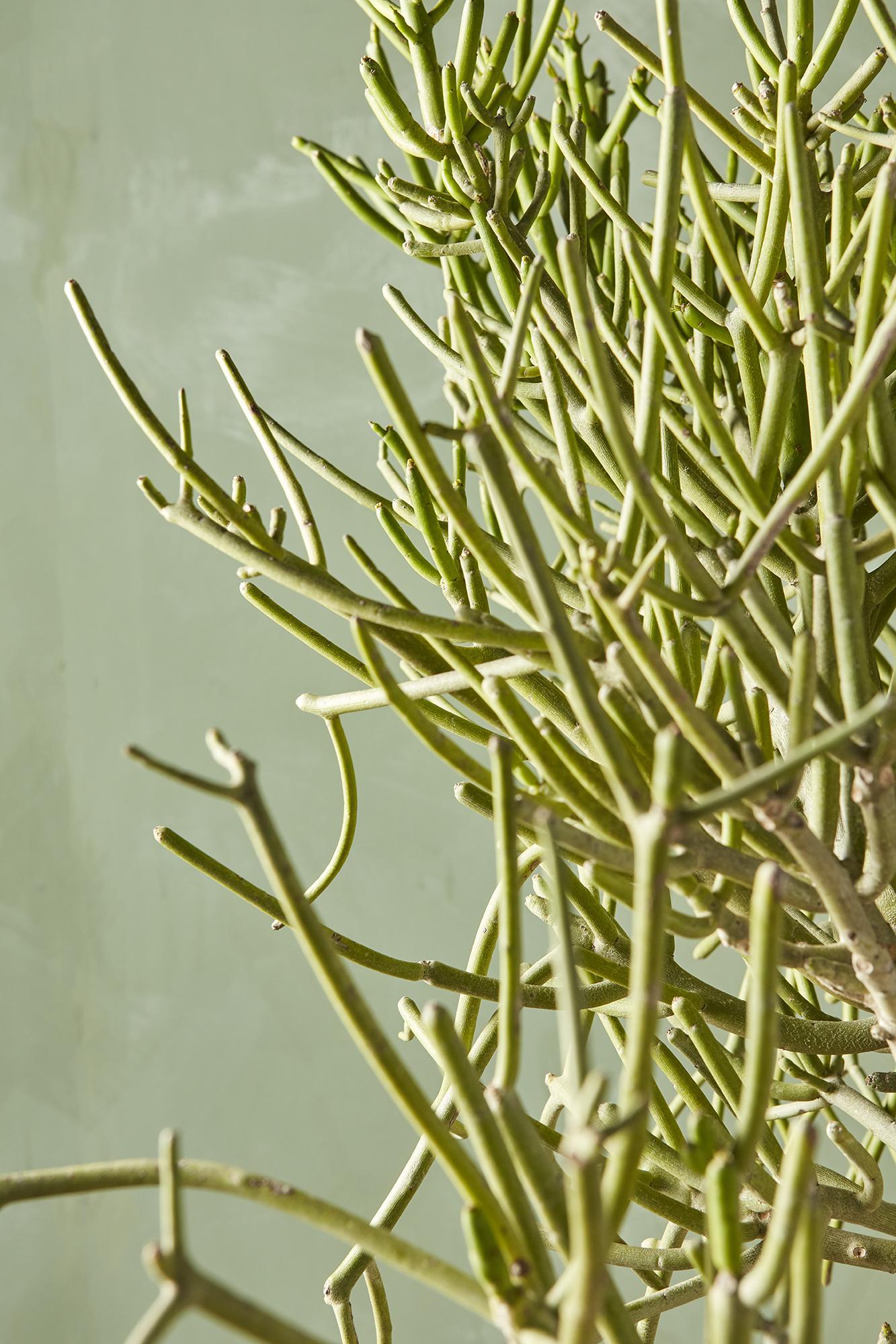 Pencil Cactus