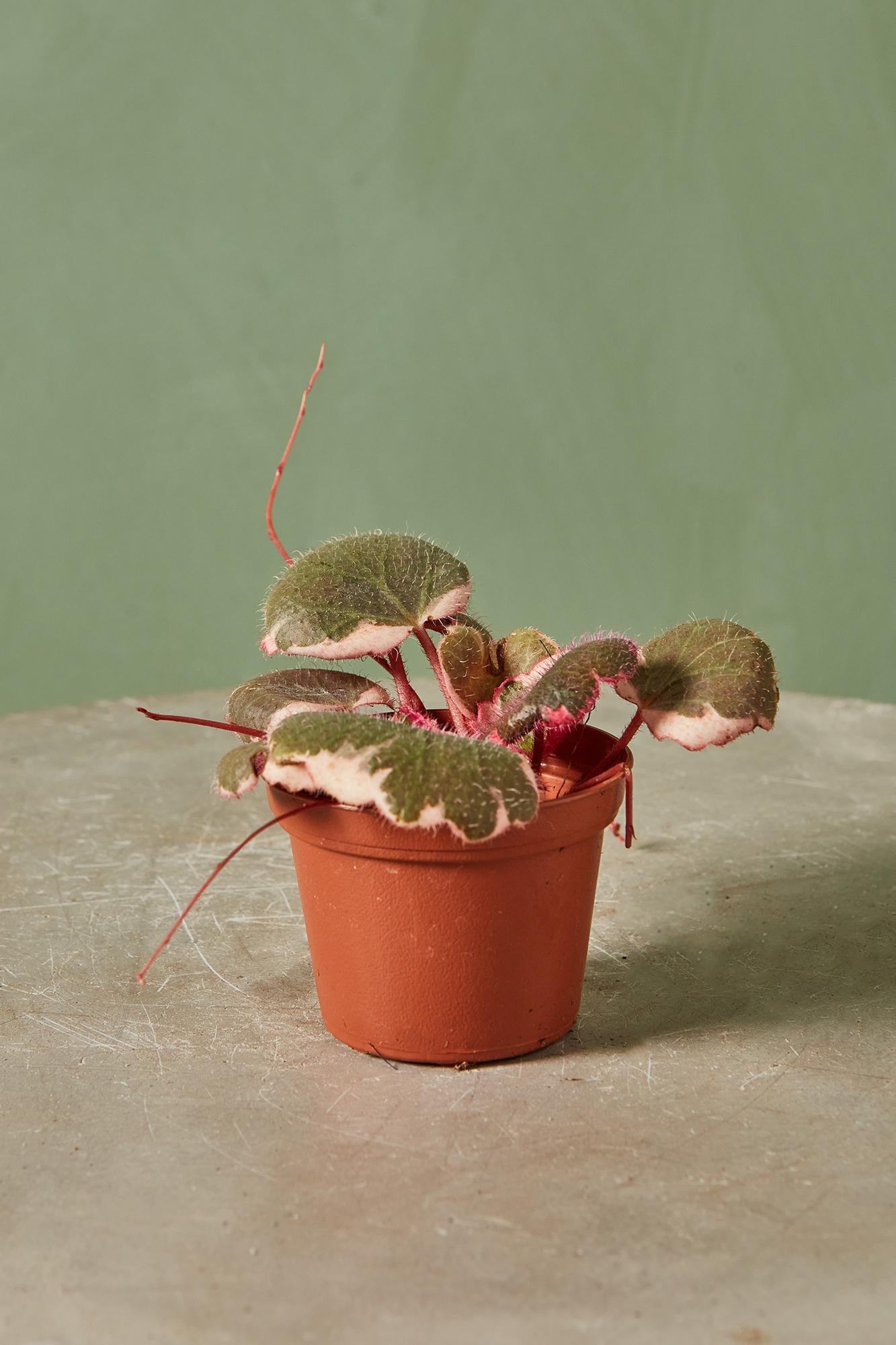 Strawberry Begonia
