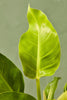 Philodendron 'Moonlight'