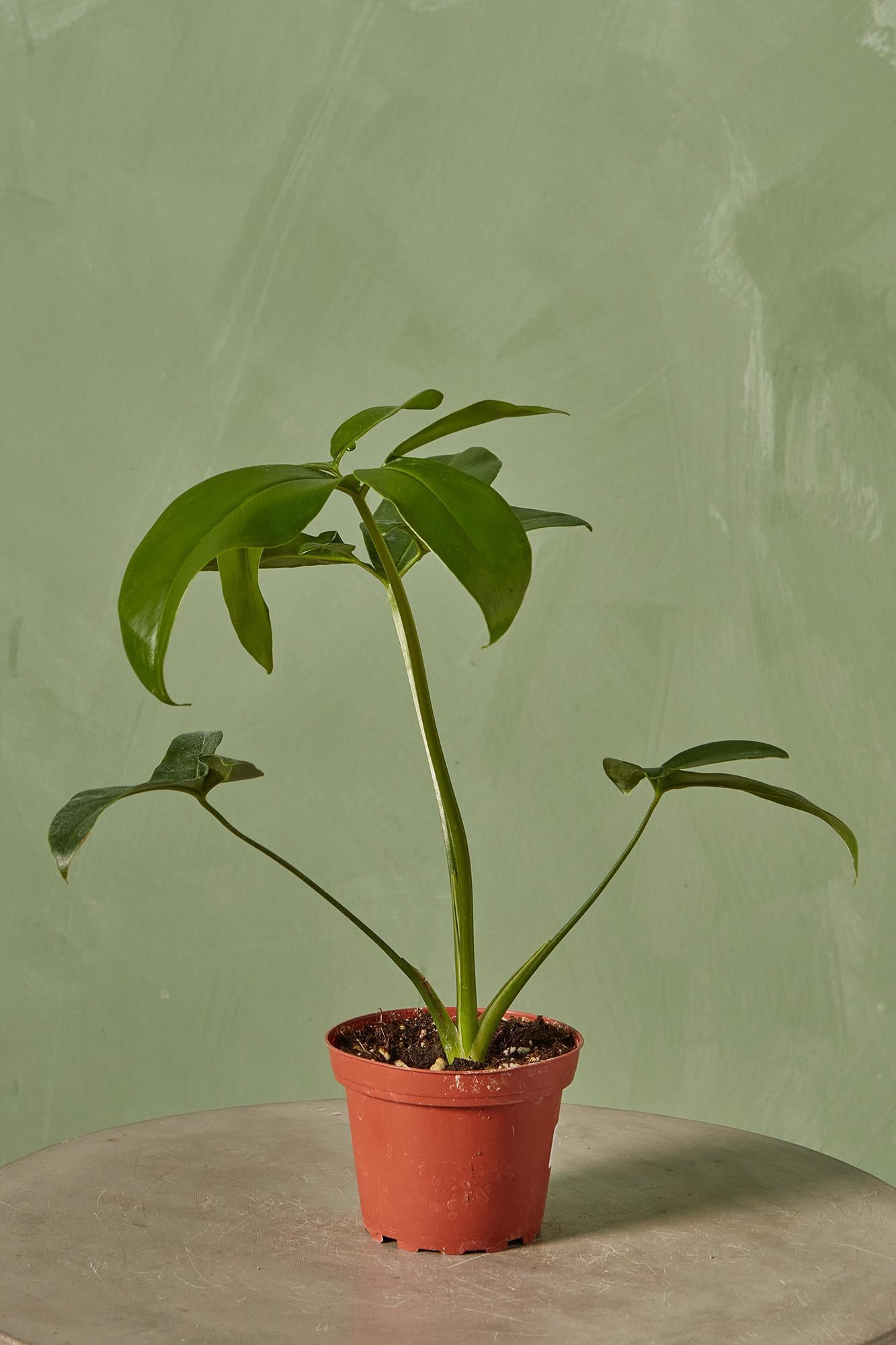 Finger Leaf Philodendron