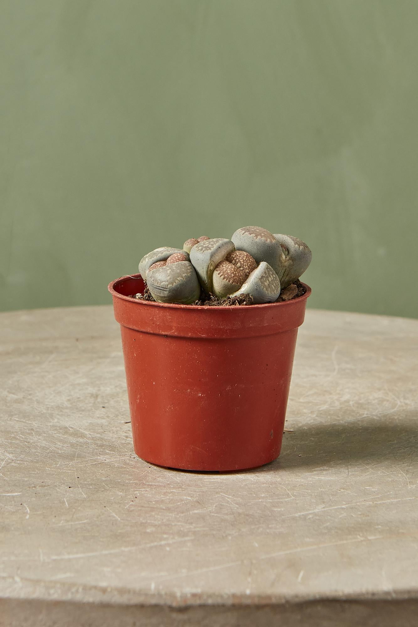 Lithops