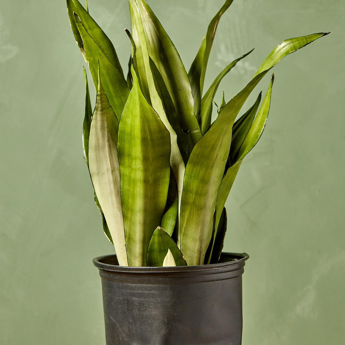 Snake Plant 'Moonshine'