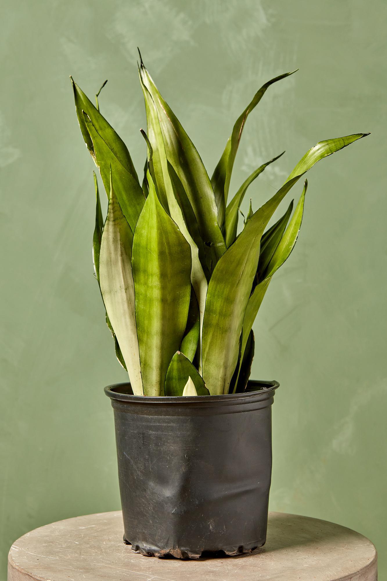 Snake Plant 'Moonshine'