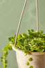 String of Turtles