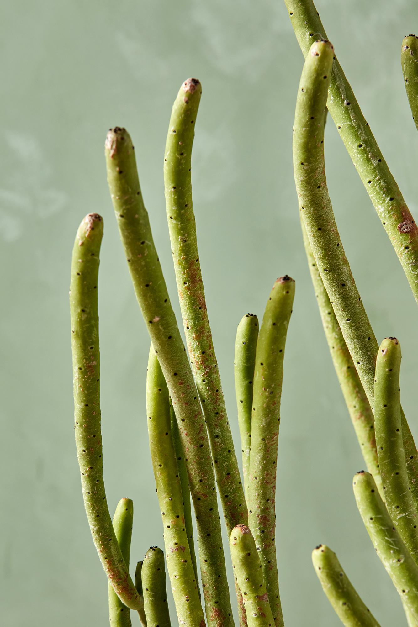 Cat Tail Euphorbia