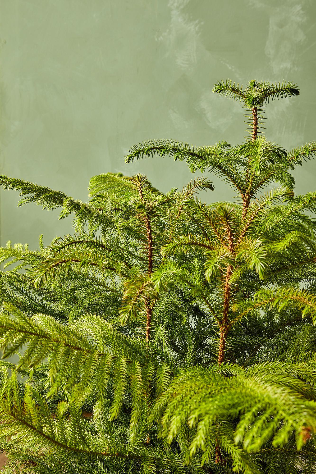 Norfolk Island Pine