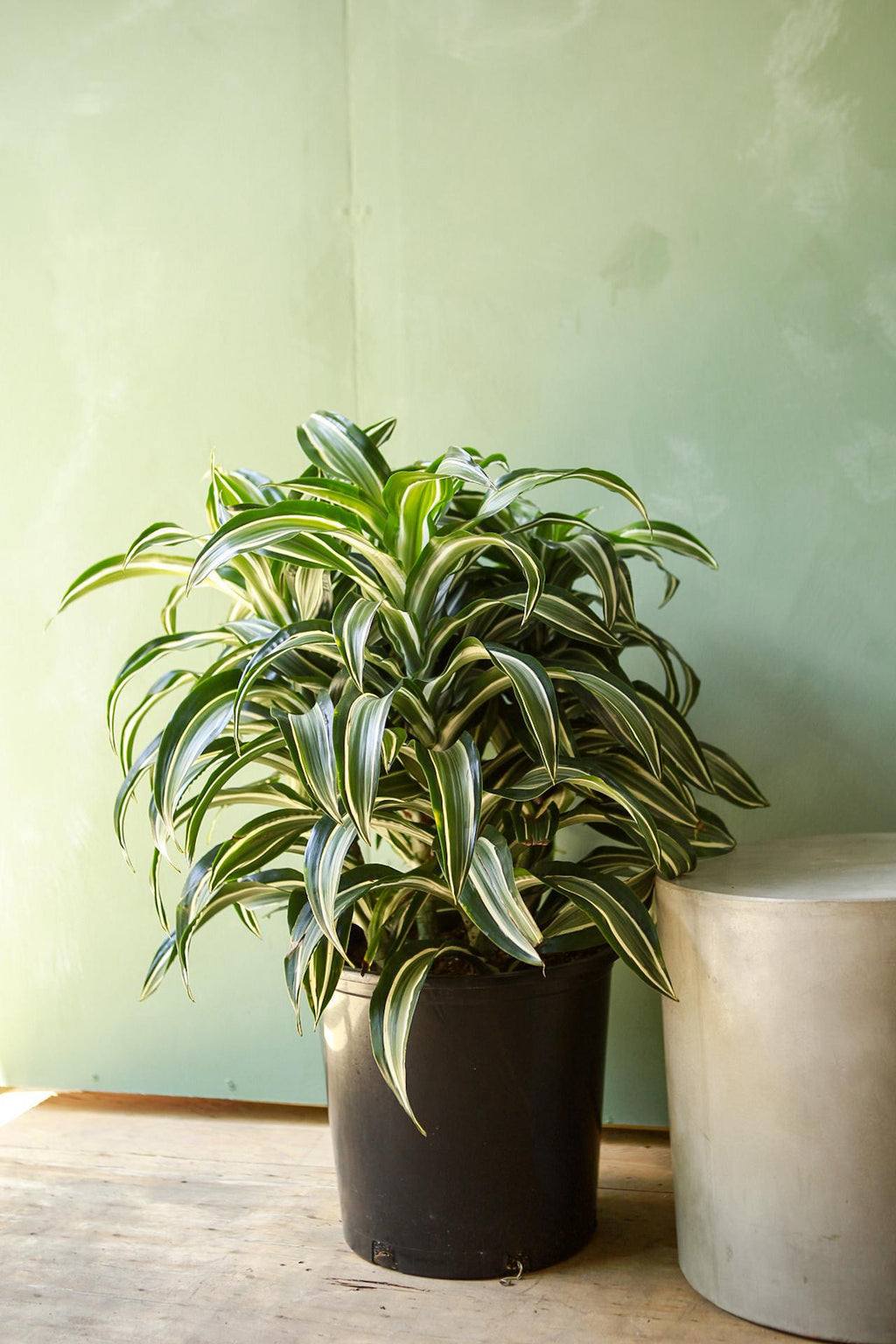 jade dragon plant Dracaena 'Jade Jewel'