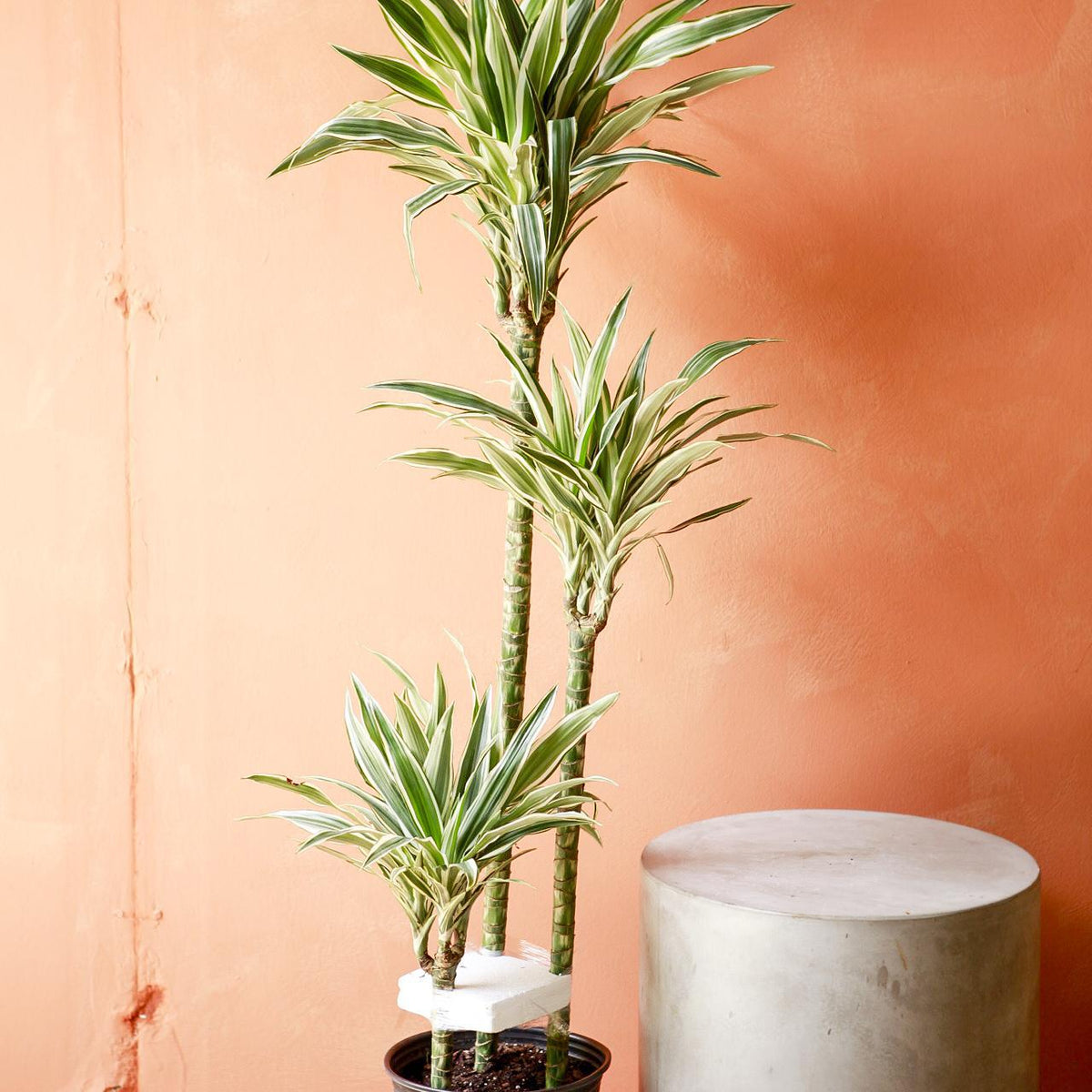 dracaena dere Dracaena 'White Bird'