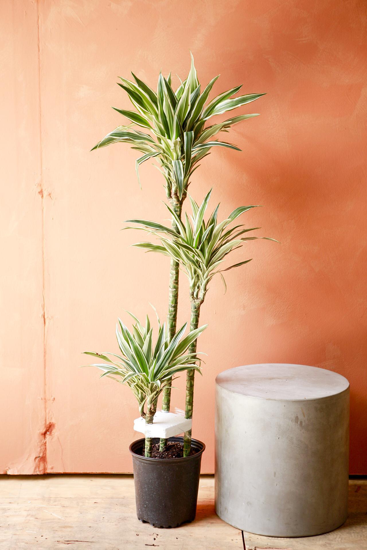 Dracaena 'White Bird'