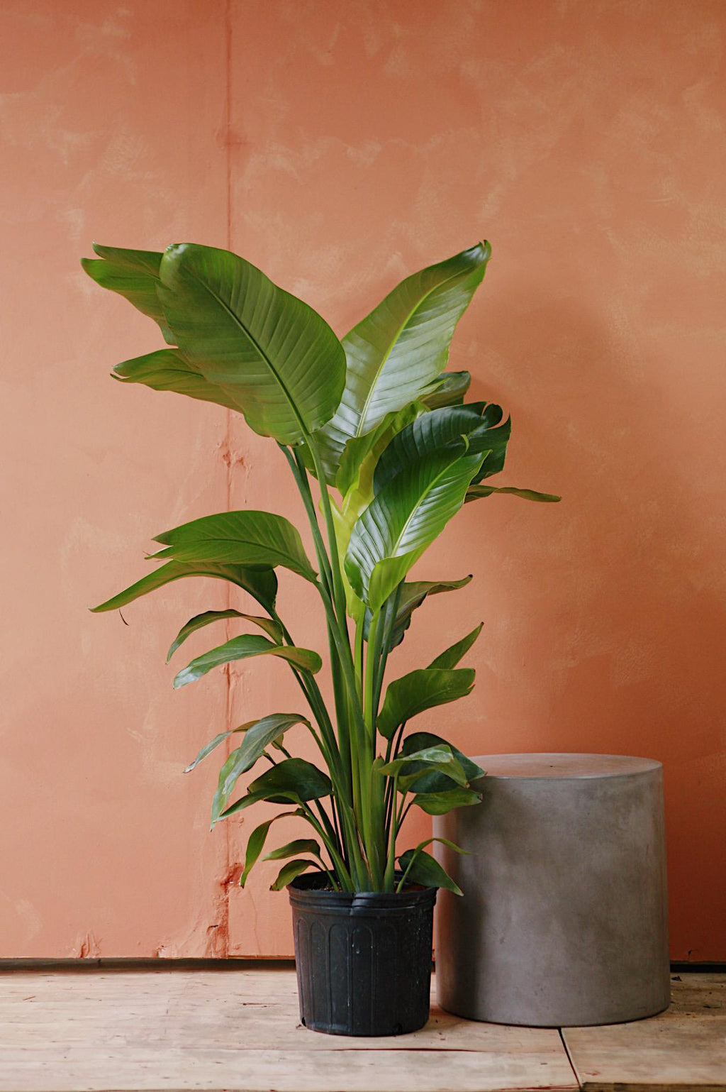 peace lily vs bird of paradise White Bird of Paradise