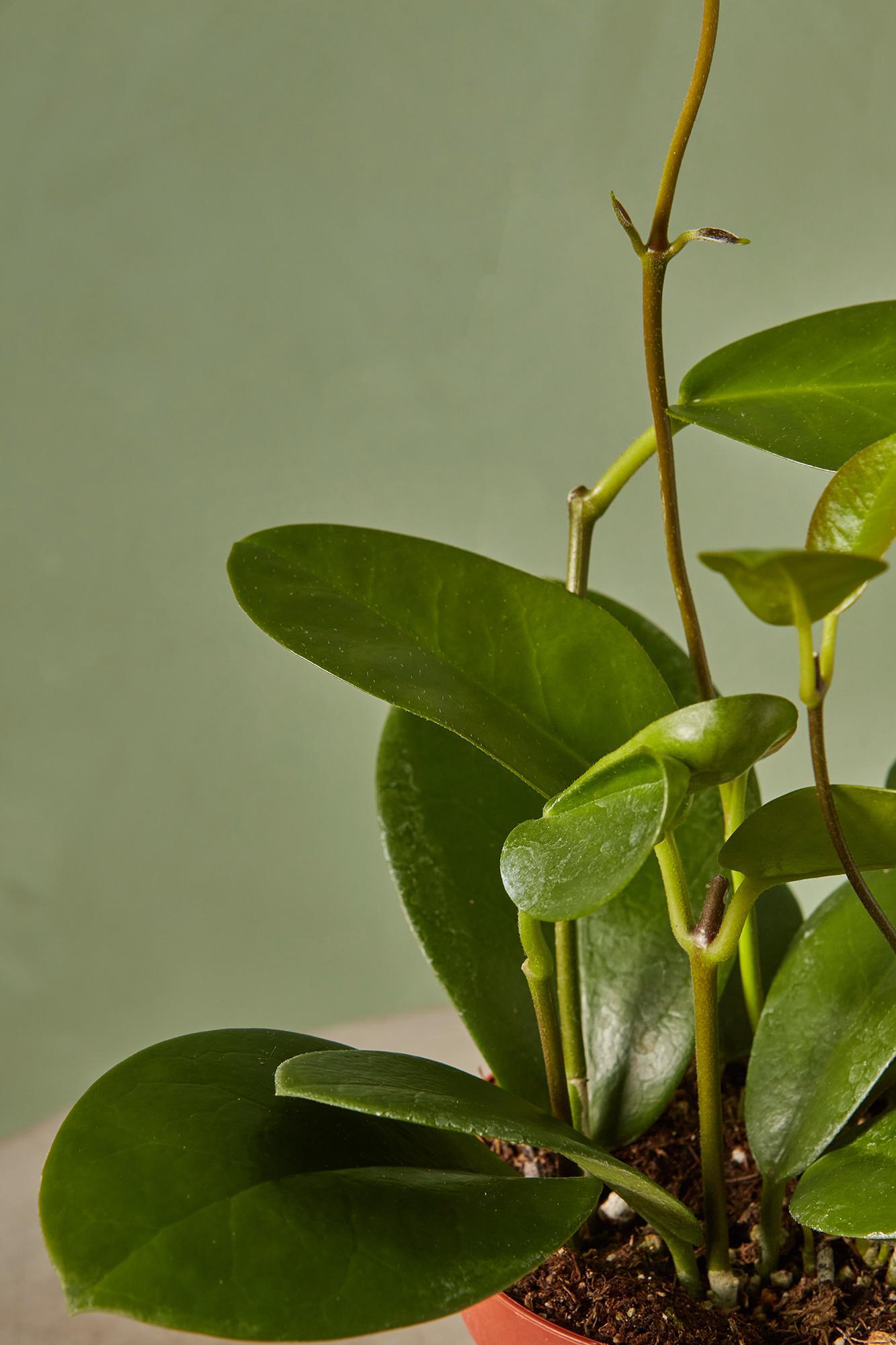 Hoya australis