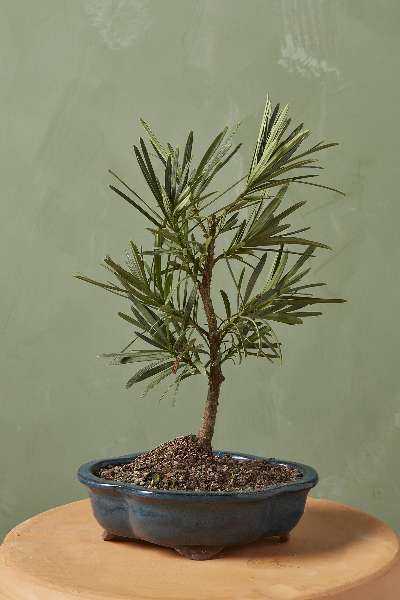 Bonsai