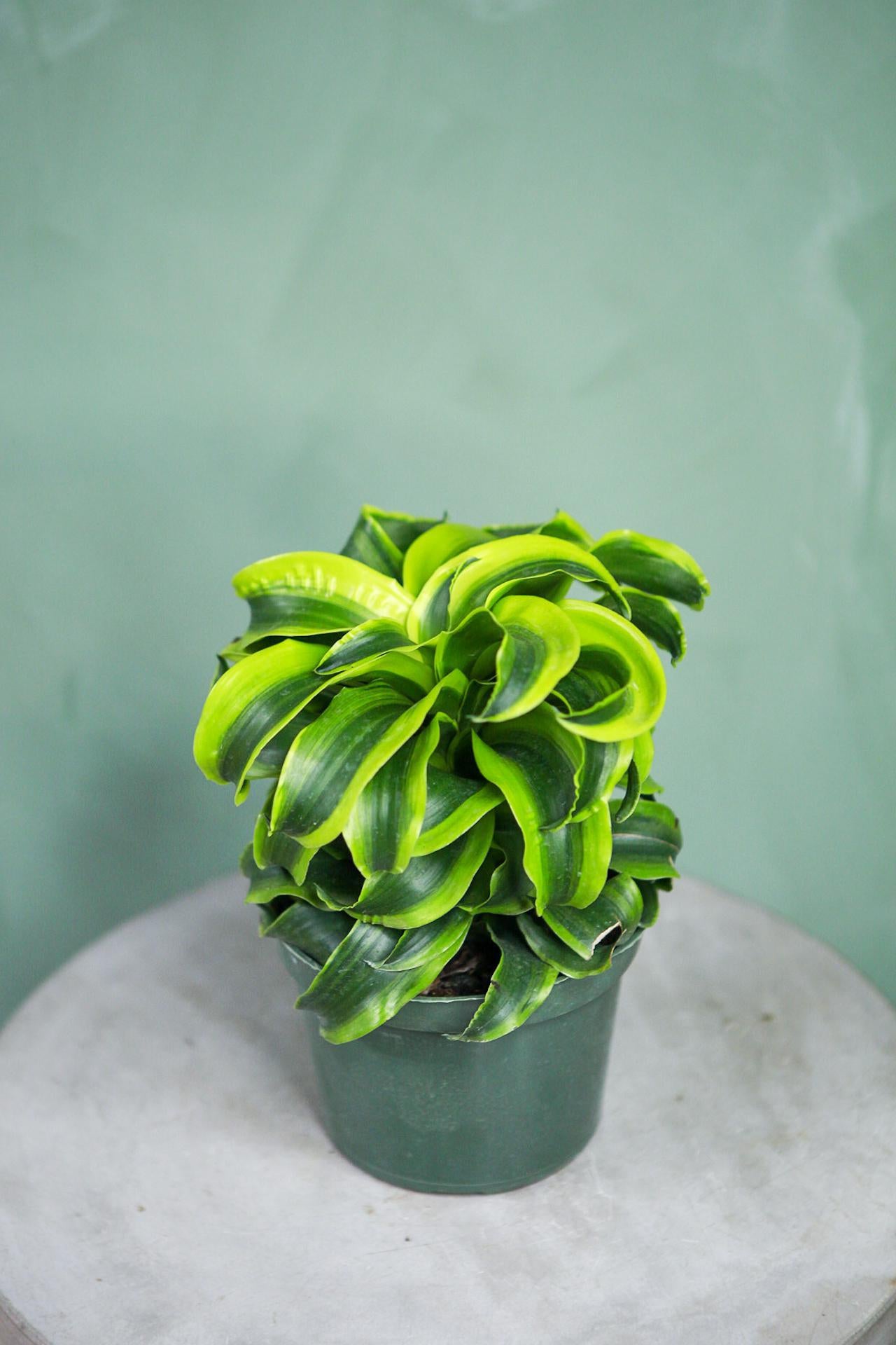 ReWild DC Dracaena Tornado
