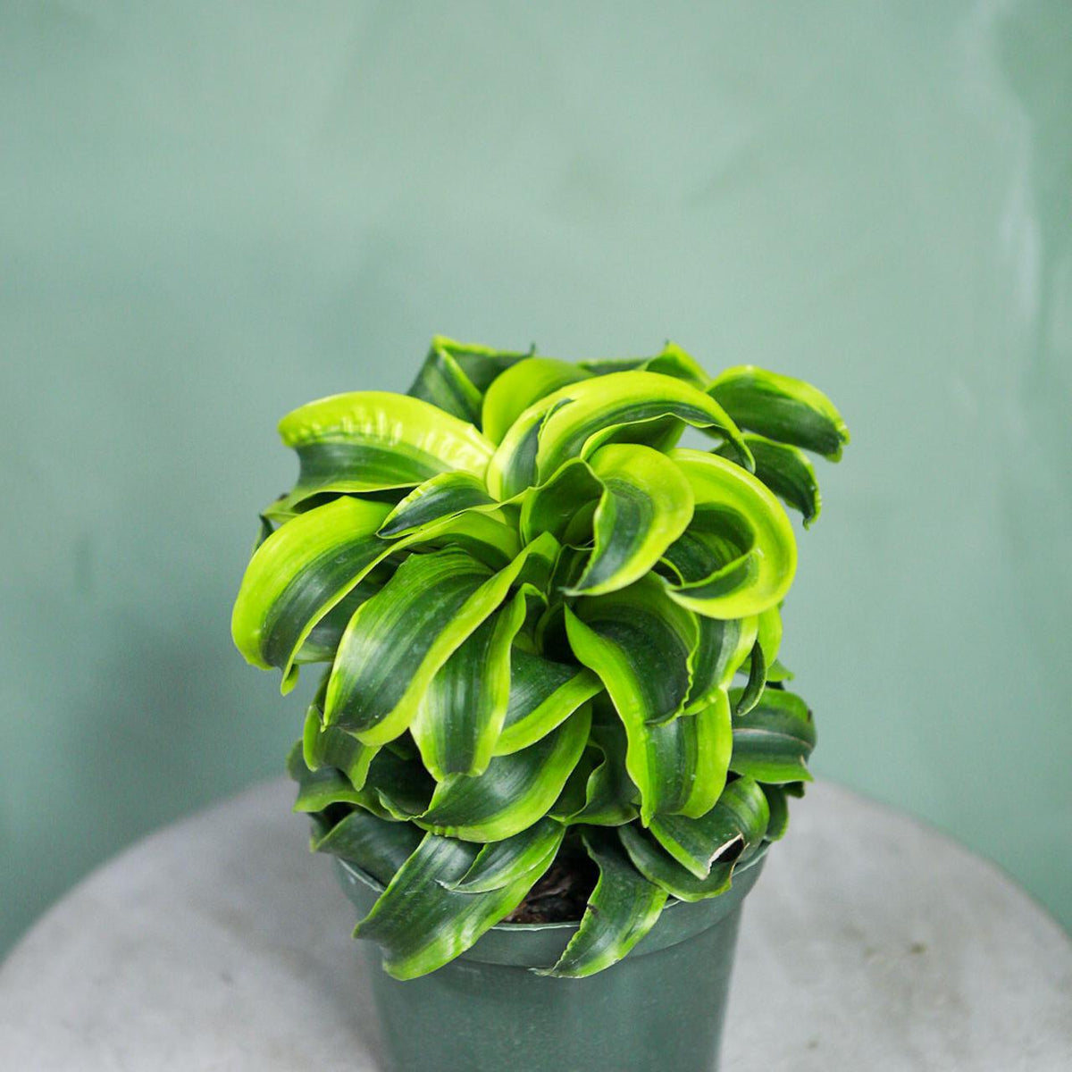 tornado dracaena Dracaena 'Tornado' 6"