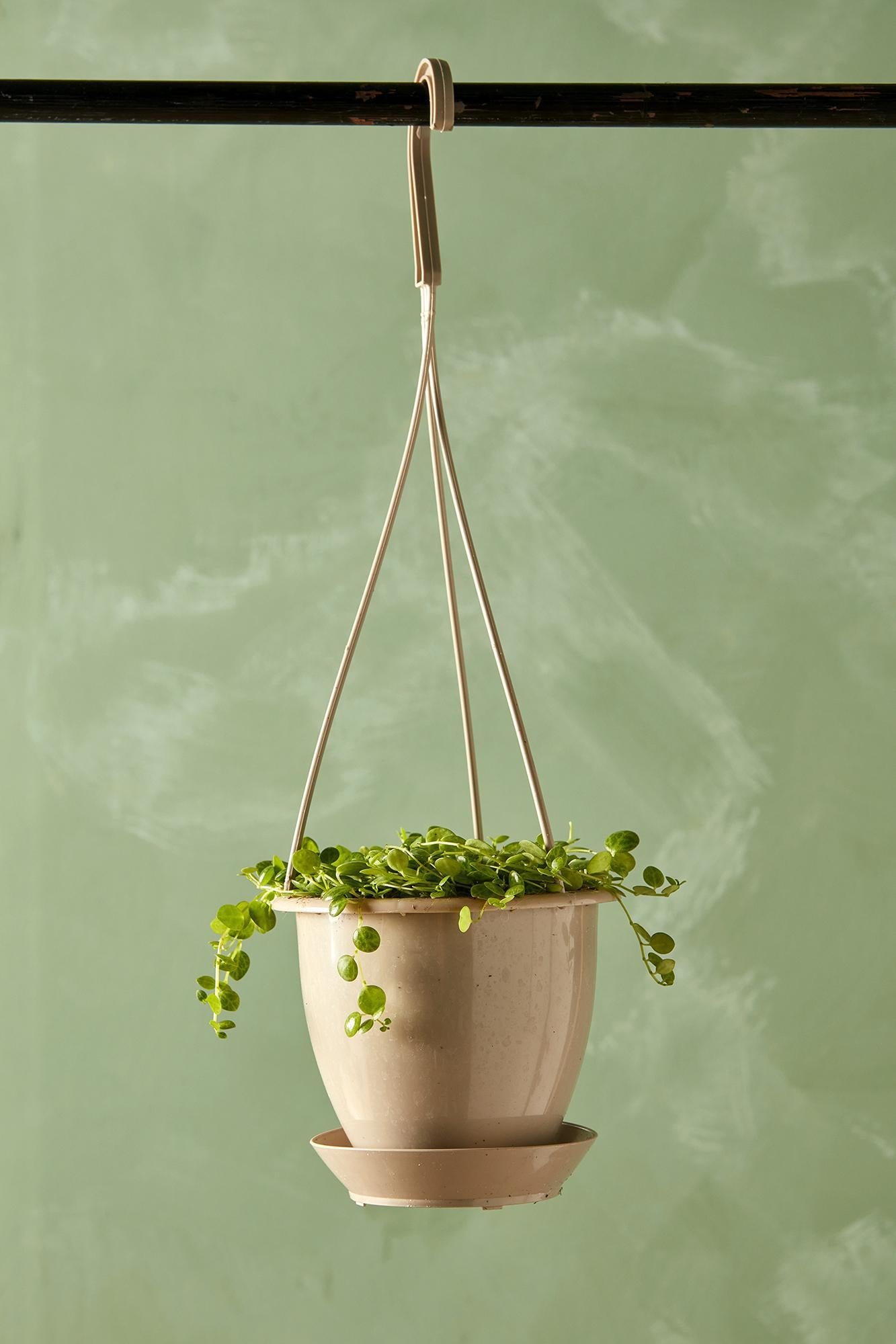 String of Turtles