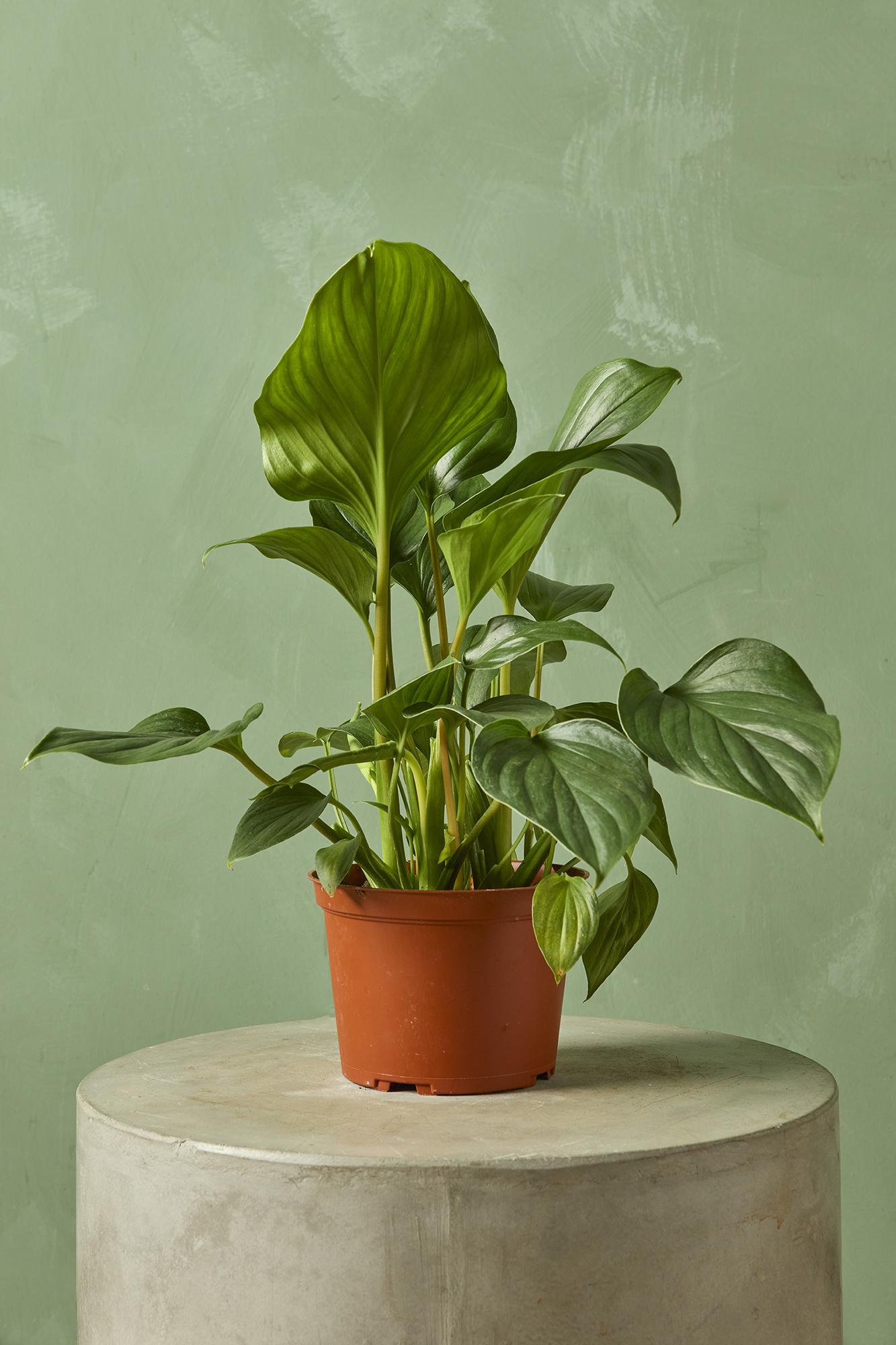 Homalomena
