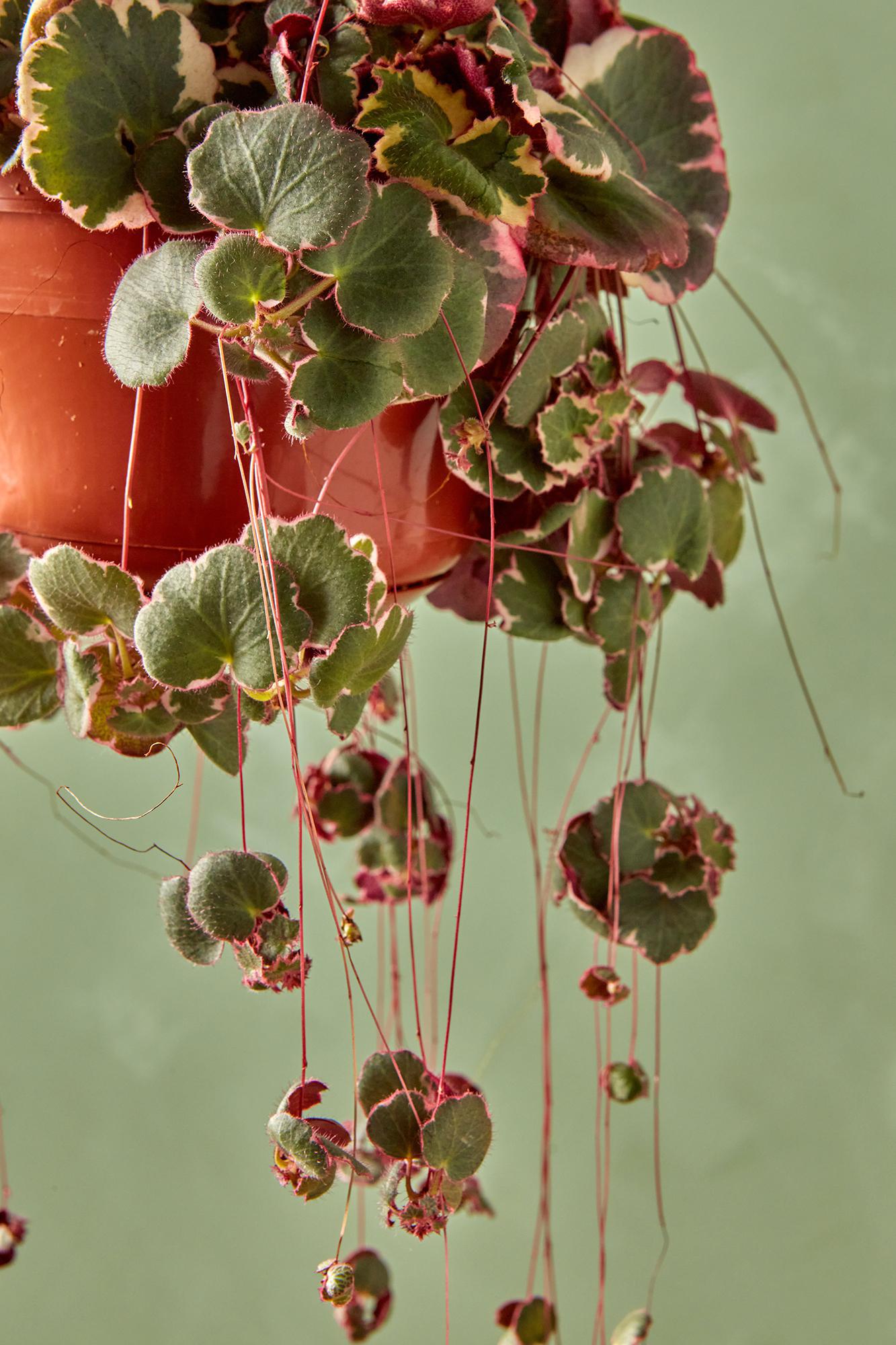 Strawberry Begonia