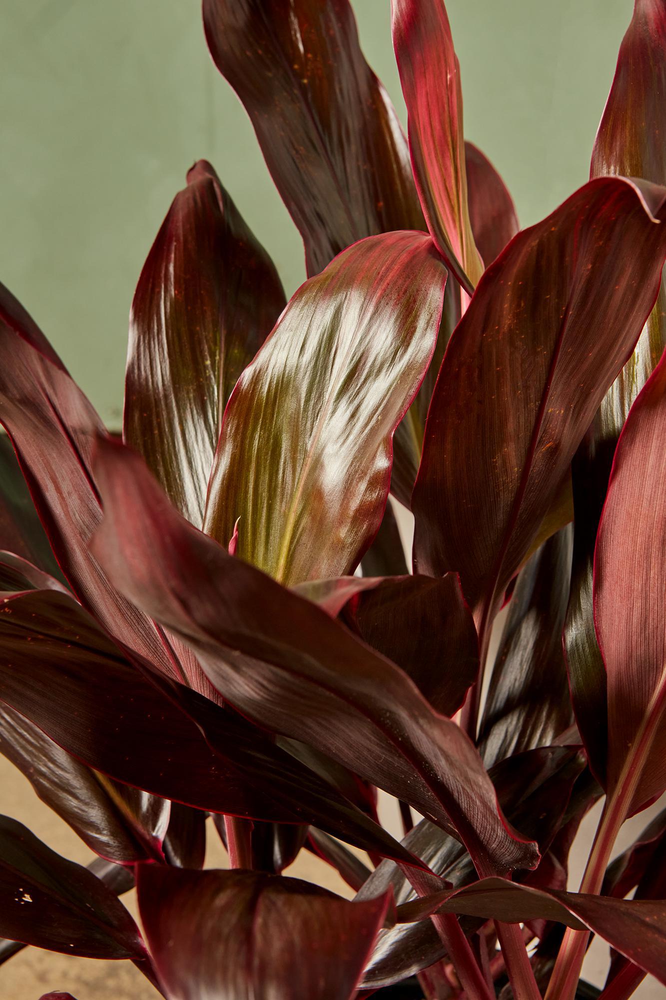 Cordyline 'Florida'