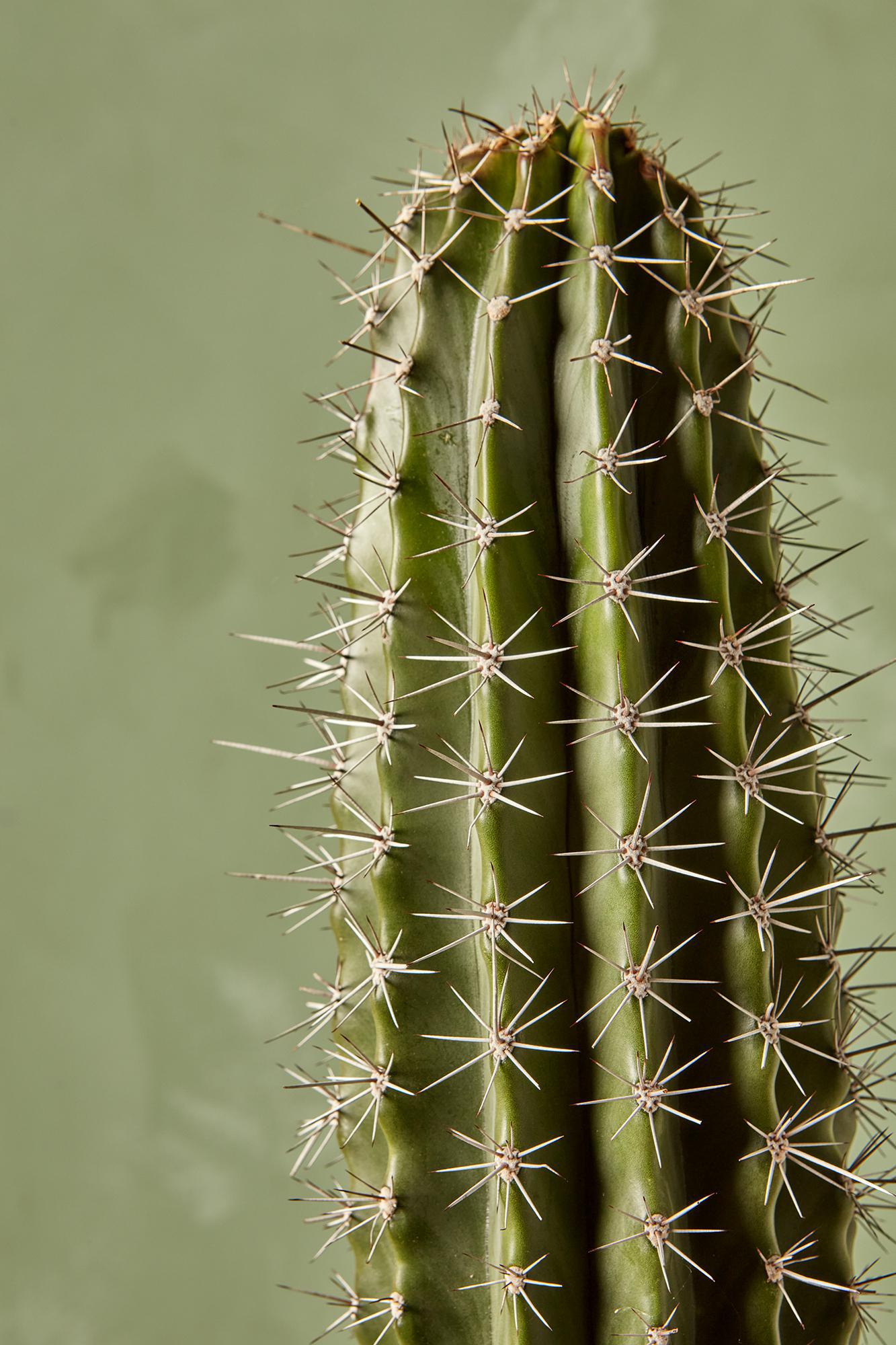 Organ Pipe Cactus