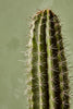Organ Pipe Cactus