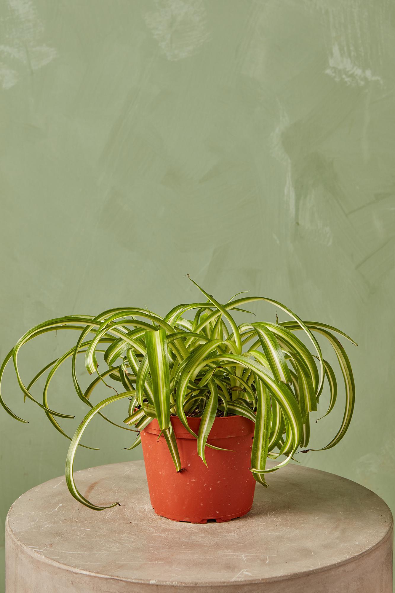 Spider Plant 'Bonnie'