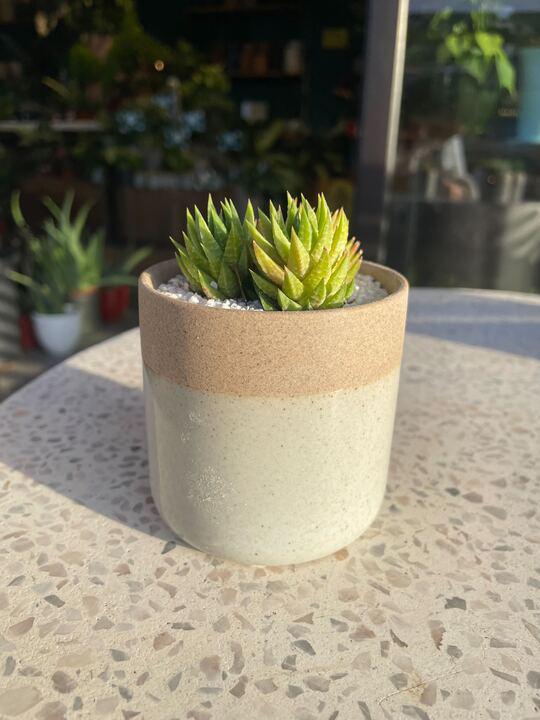 Grab & Grow
