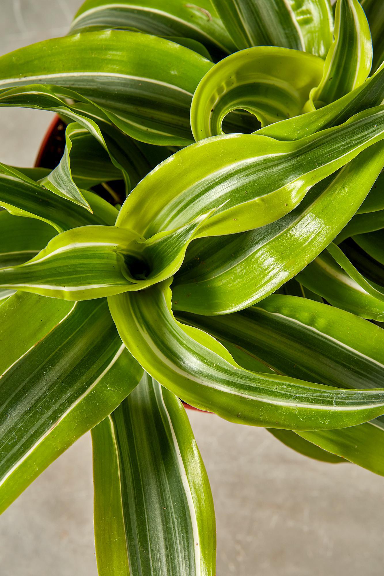 Dracaena 'Lemon Surprise'