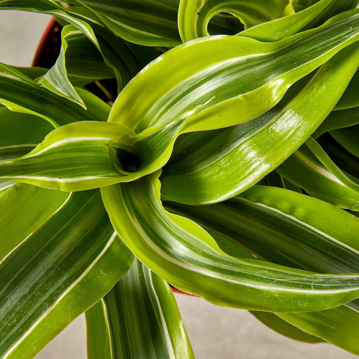 green and white dracaena Dracaena 'Lemon Surprise'