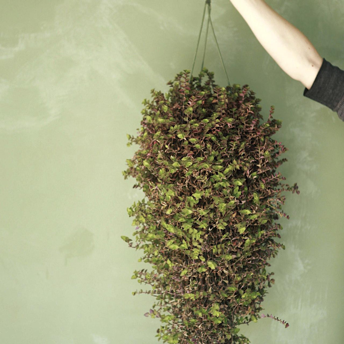 Argentine Ivy