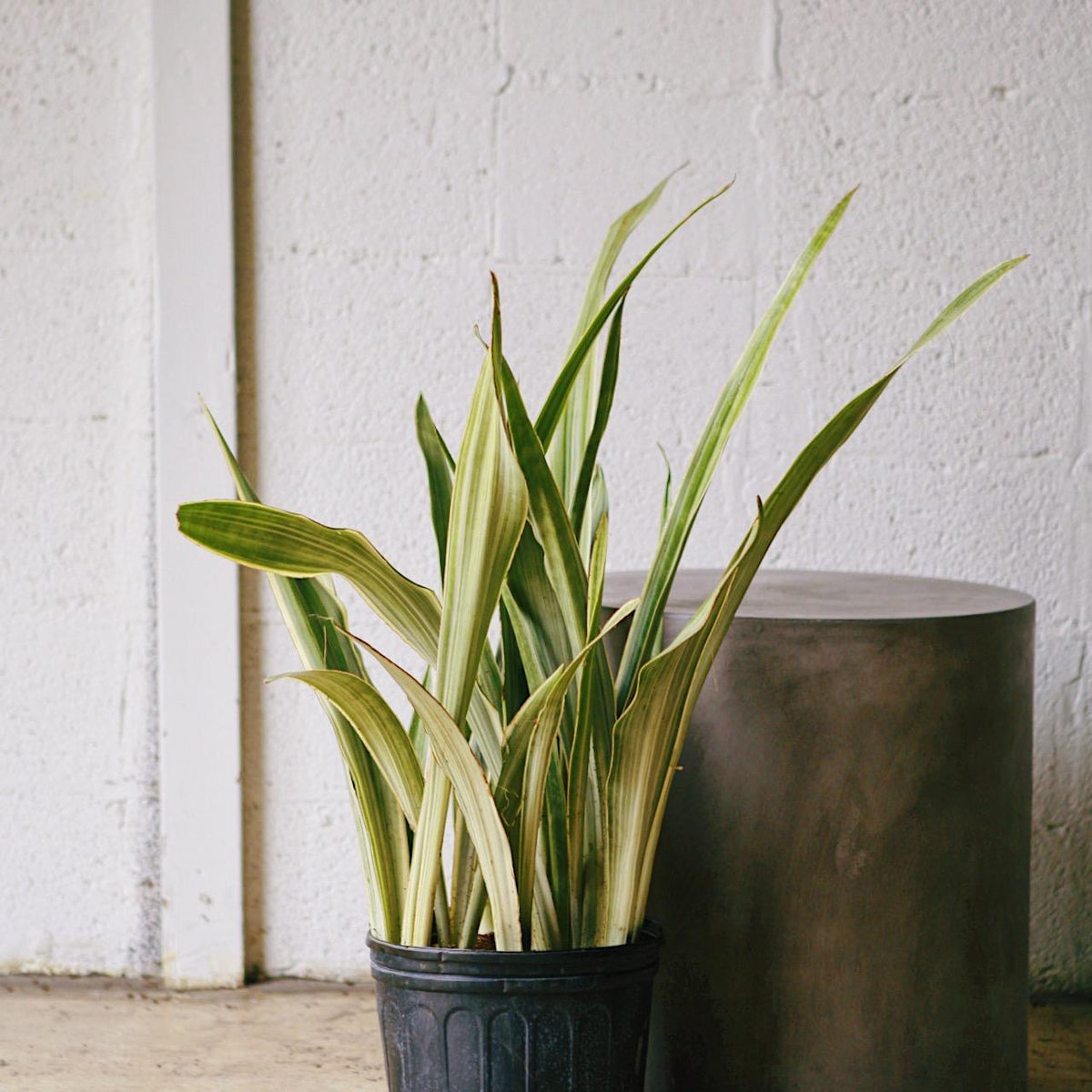 Silver Siam Snake Plant