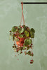 Strawberry Begonia