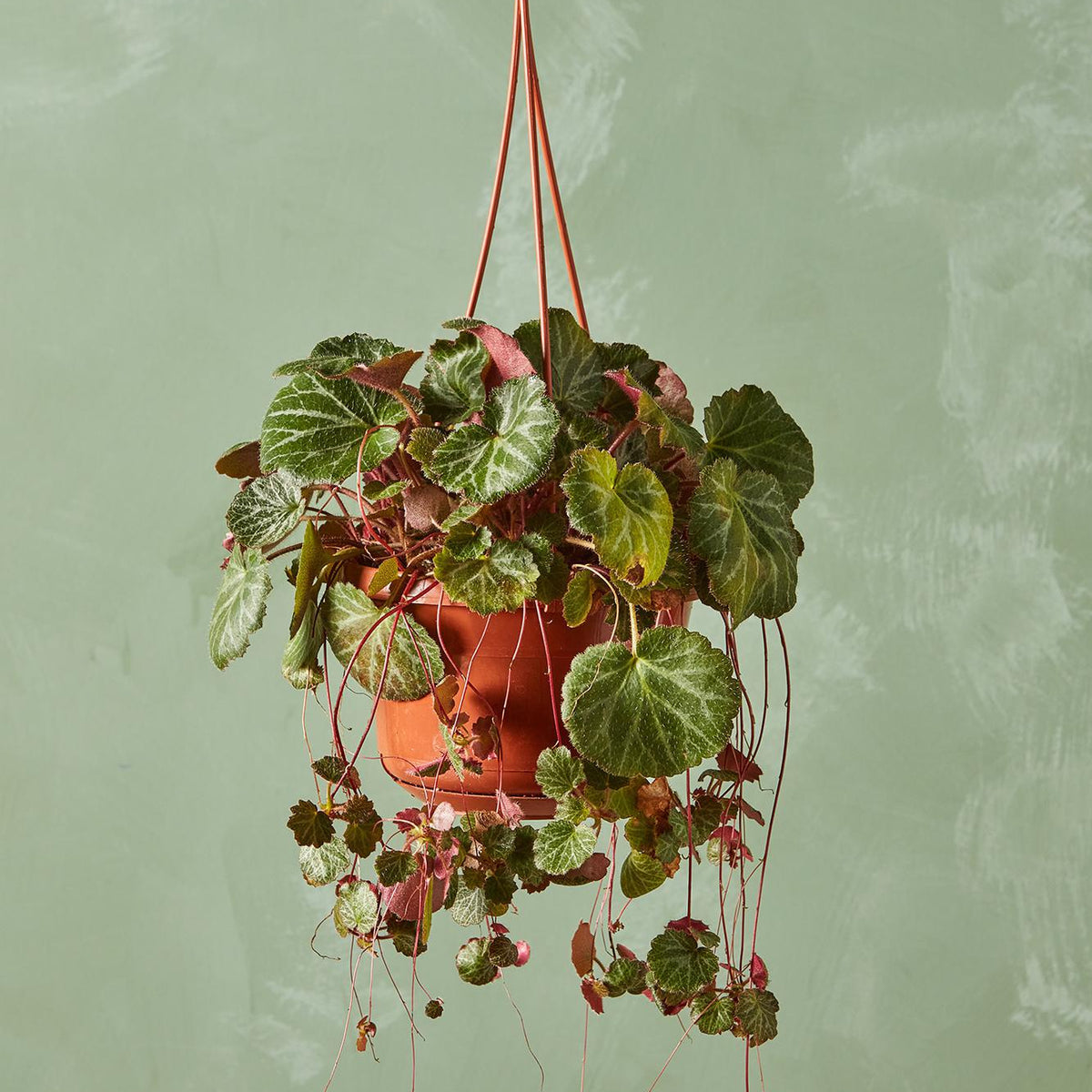 strawberry begonia seeds Strawberry Begonia 2.5"