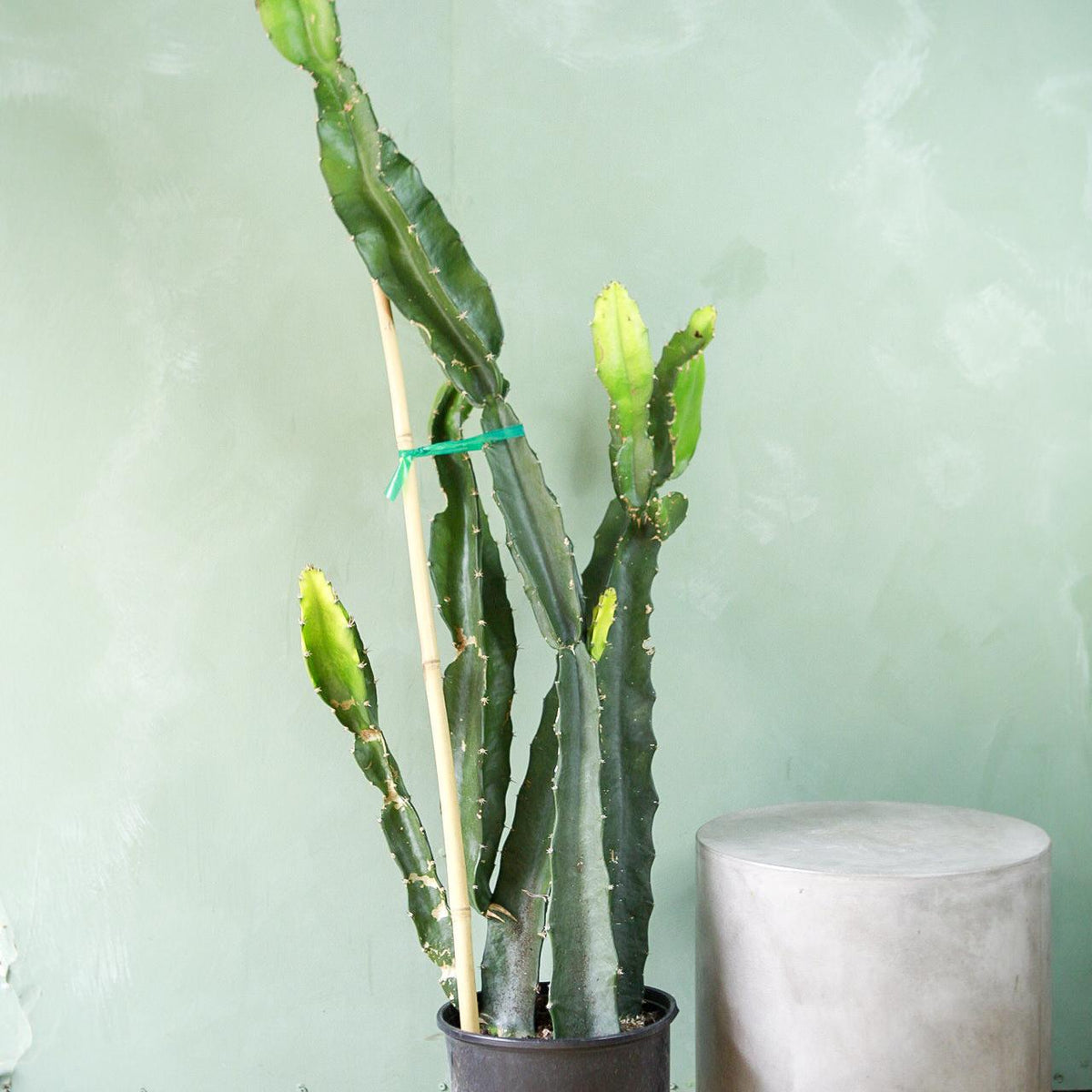 triangle leaf succulent Triangle Cactus