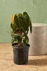 Philodendron melanochrysum