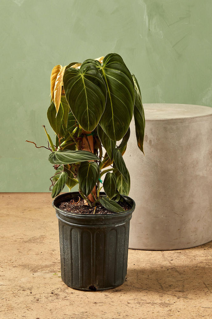 Philodendron melanochrysum