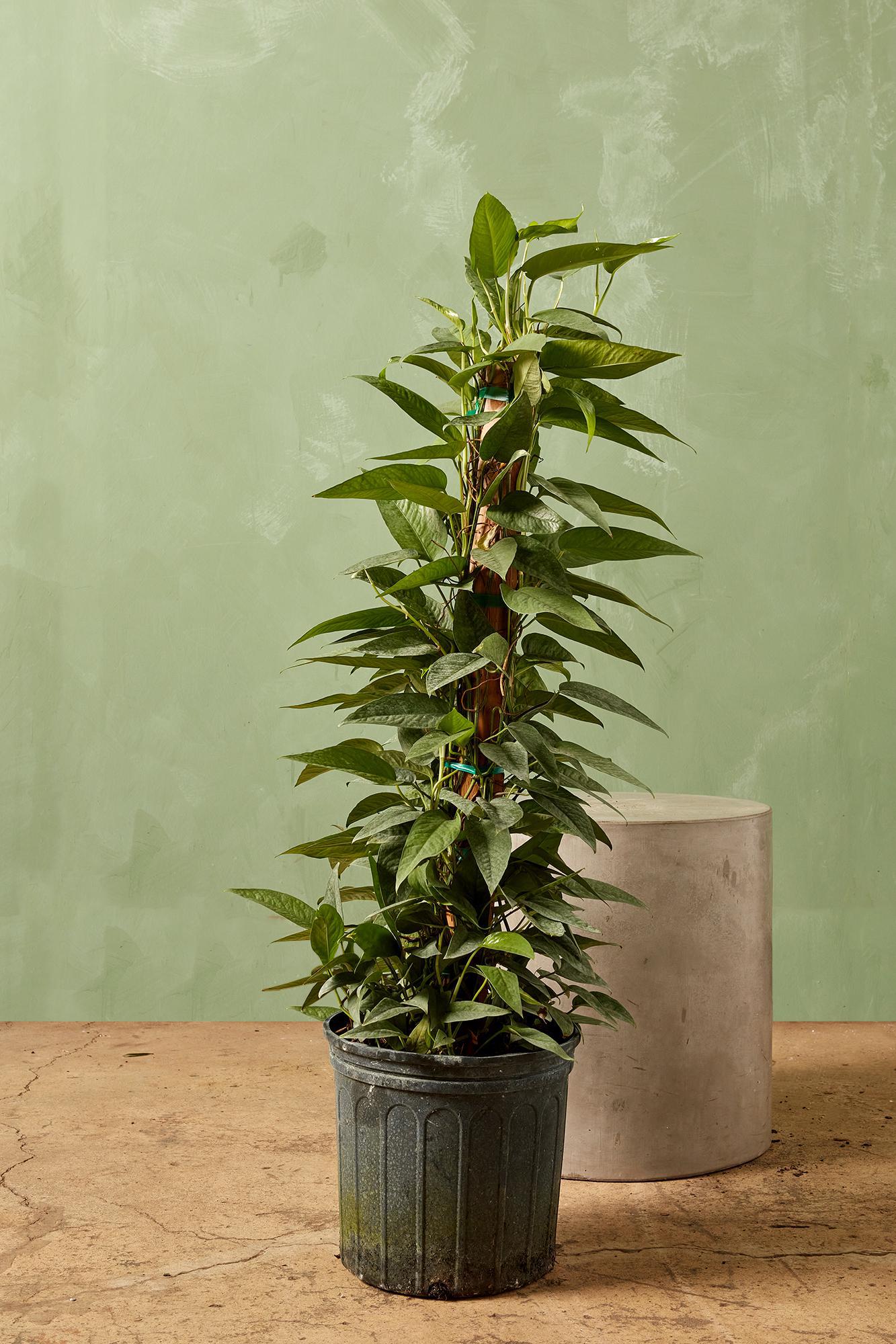 Philodendron 'Cebu Blue'
