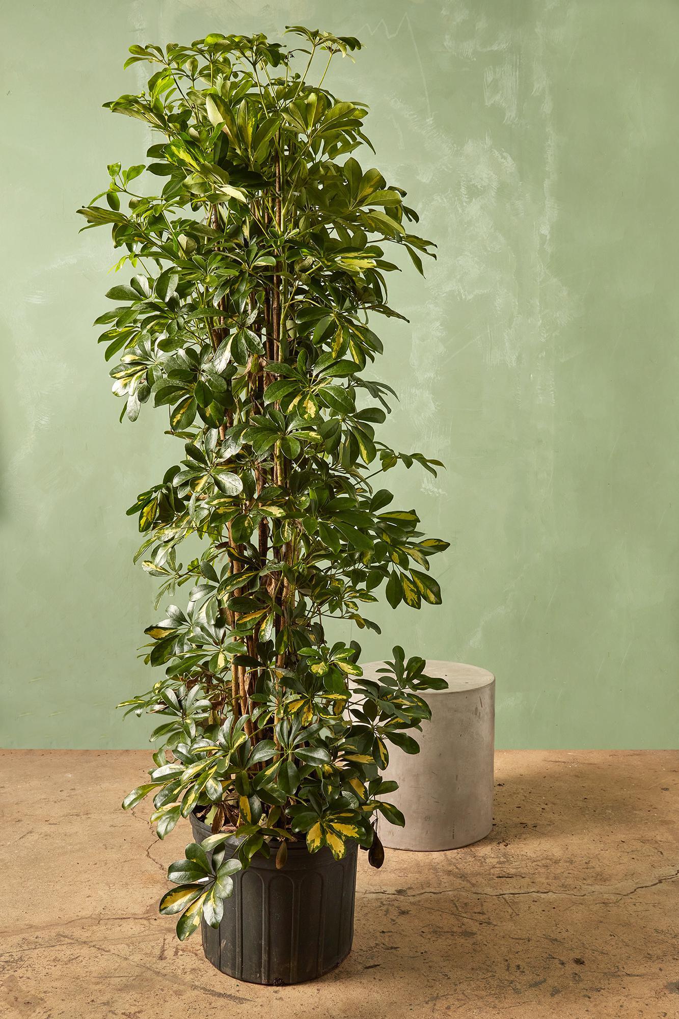 Umbrella Tree 'Gold Capella'