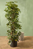 Umbrella Tree 'Gold Capella'