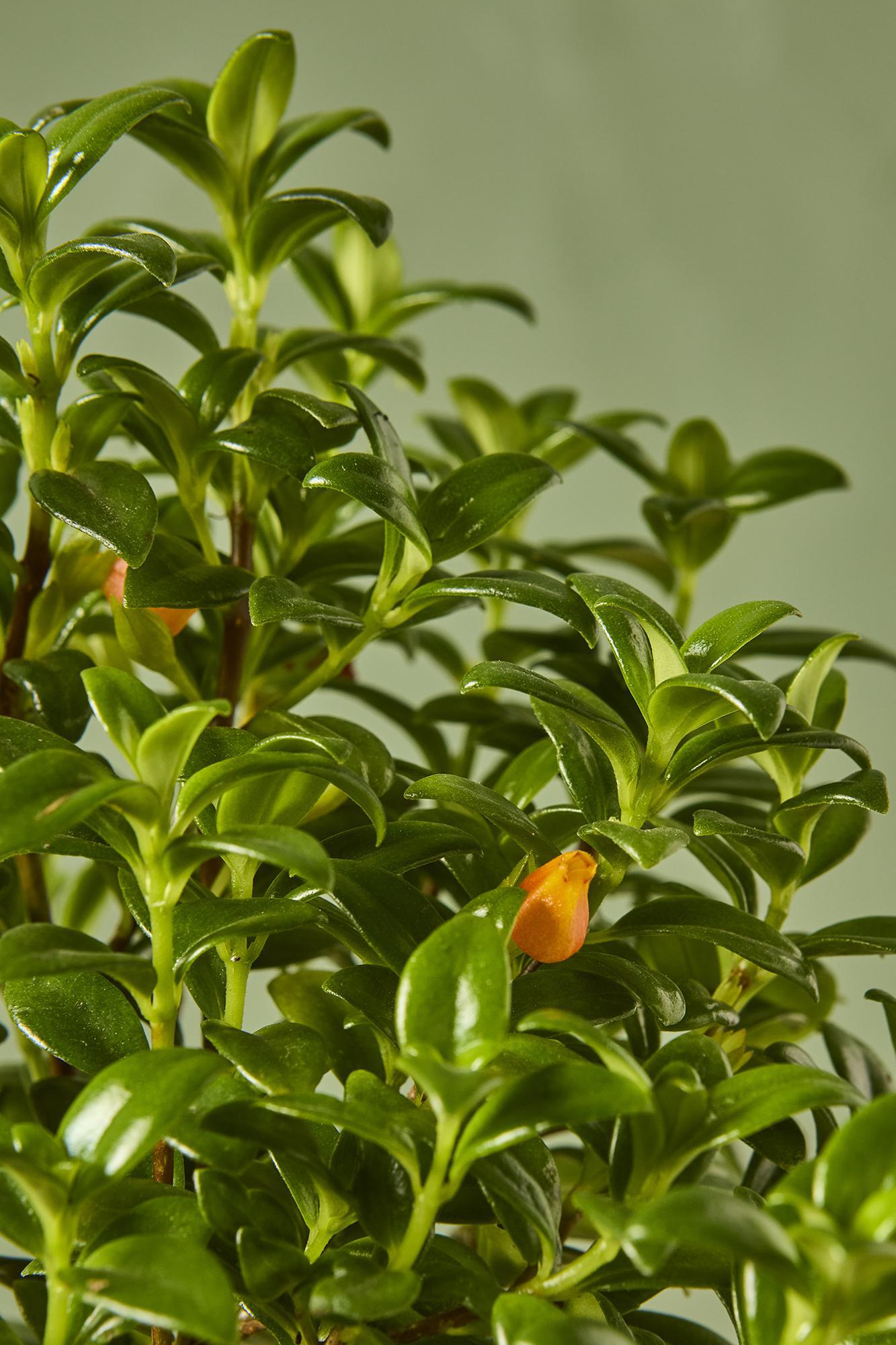 Goldfish Plant 'Candy Corn'