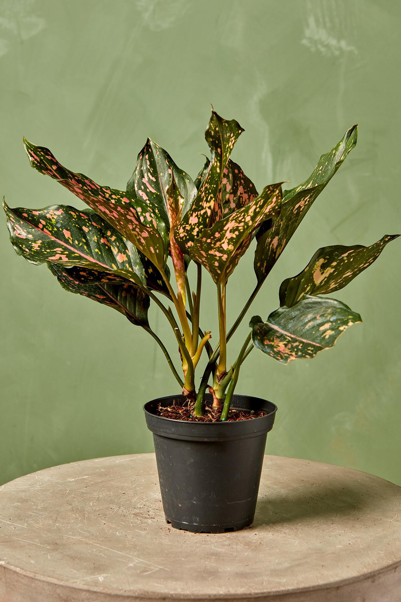 Aglaonema 'Pink Dalmation'