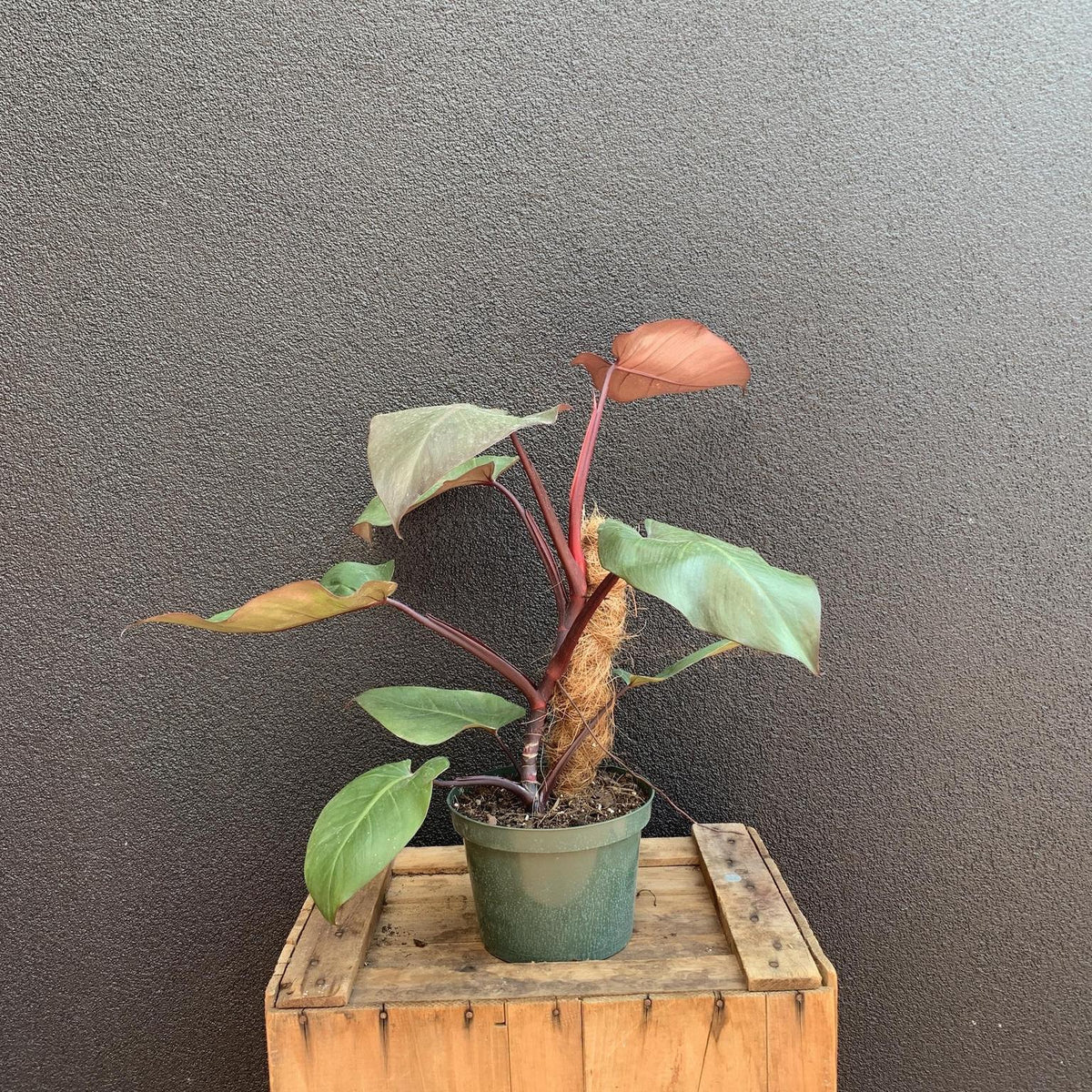philodendron merlot Philodendron 'Merlot'