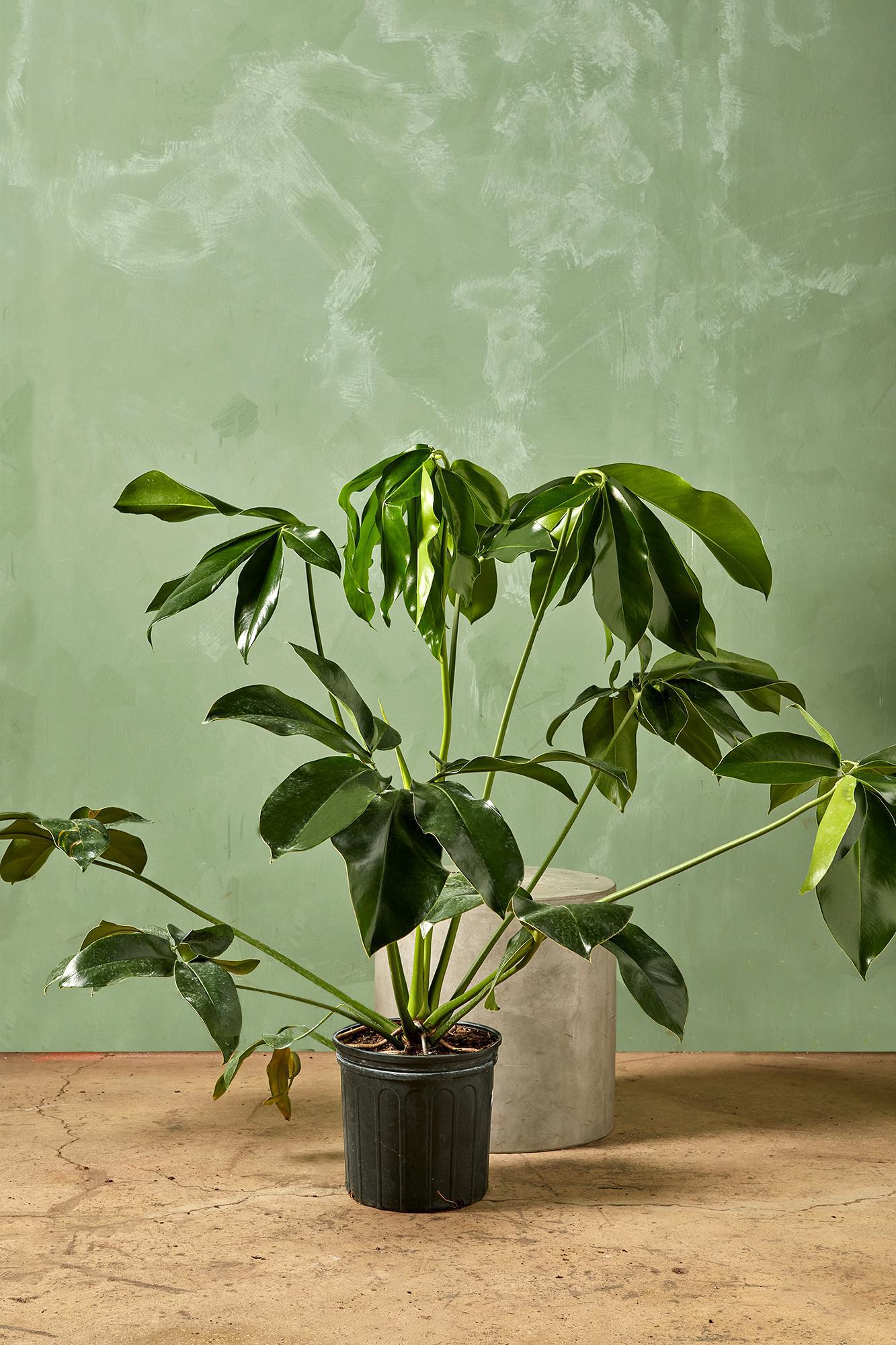 Finger Leaf Philodendron