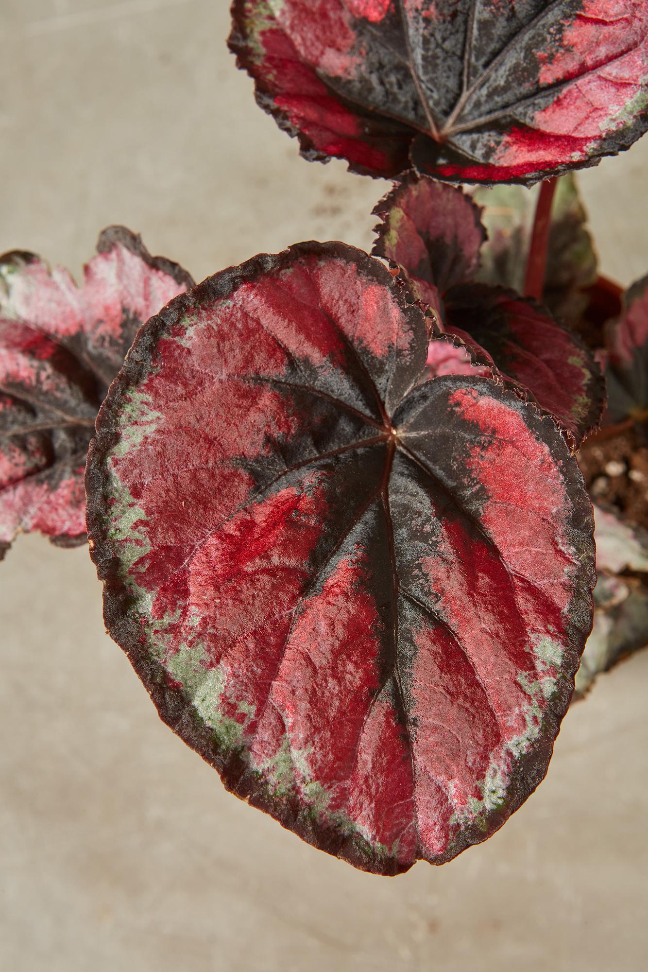 Rex Begonia 'Rex Red'