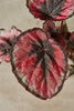Rex Begonia 'Rex Red'