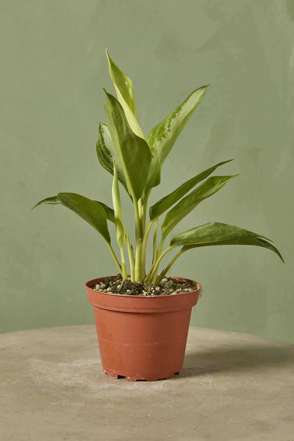 aglaonema leprechaun care Aglaonema 'Leprechaun'