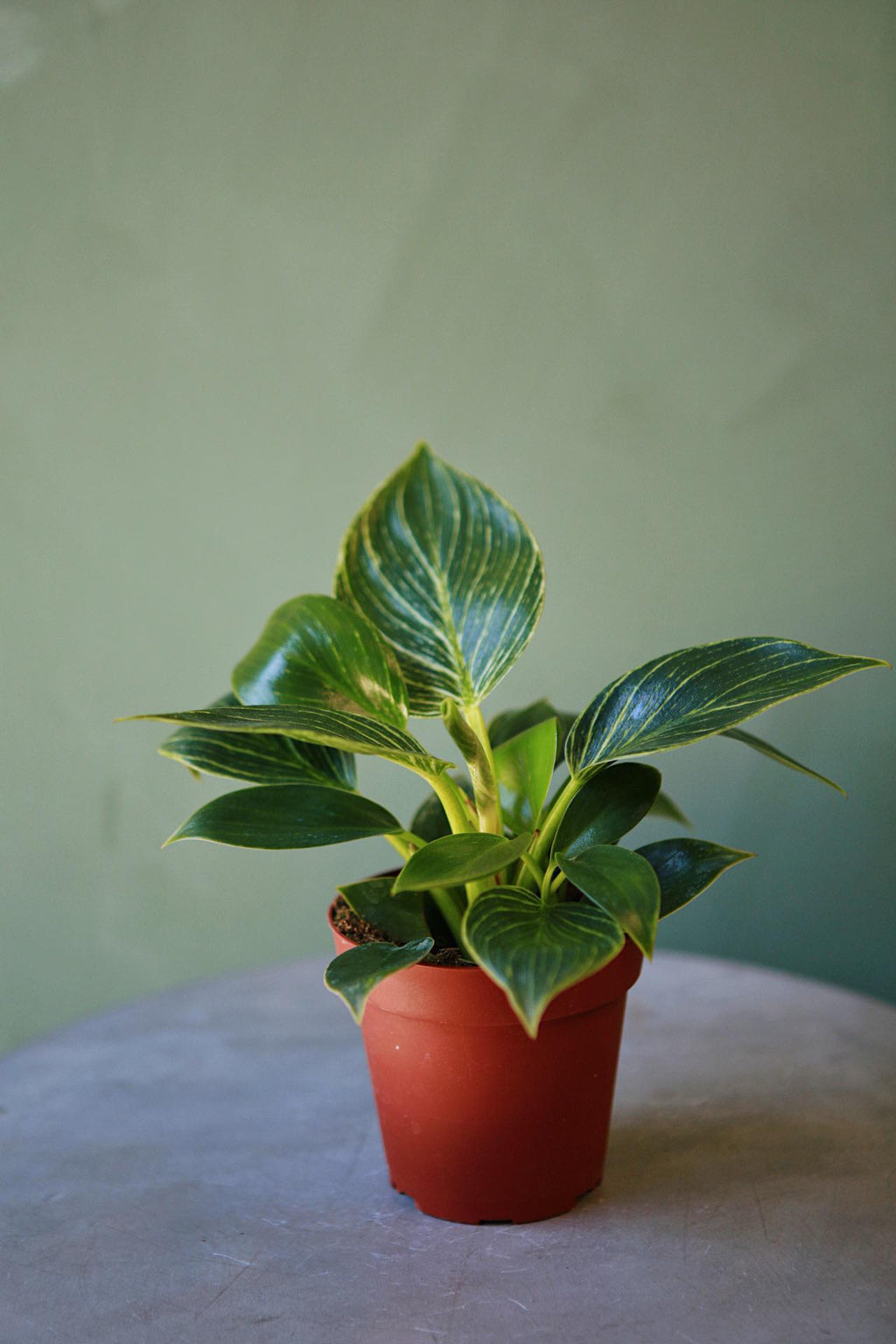 philodendron birkin in the wild Philodendron 'Birkin'