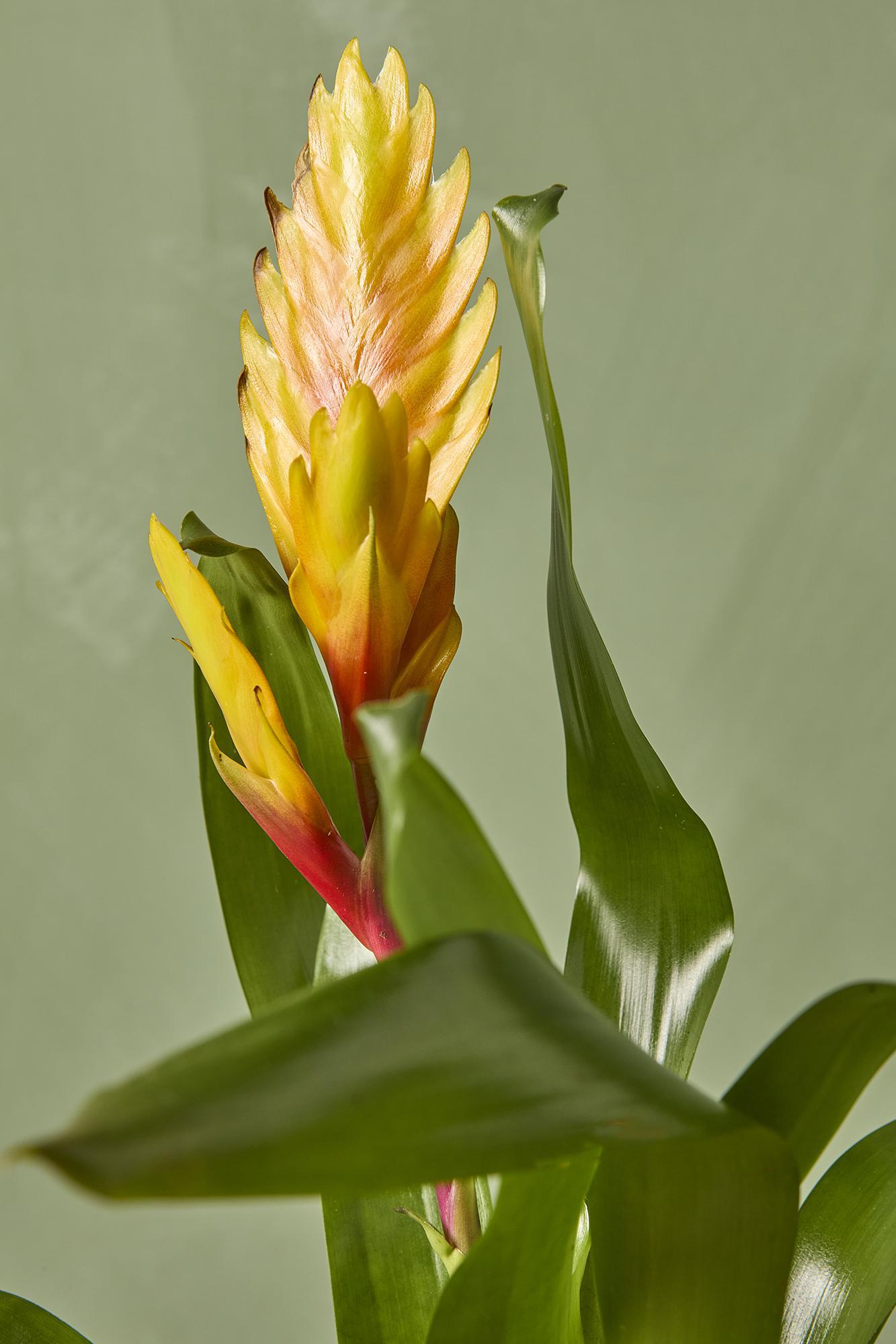 Bromeliad Vriesea