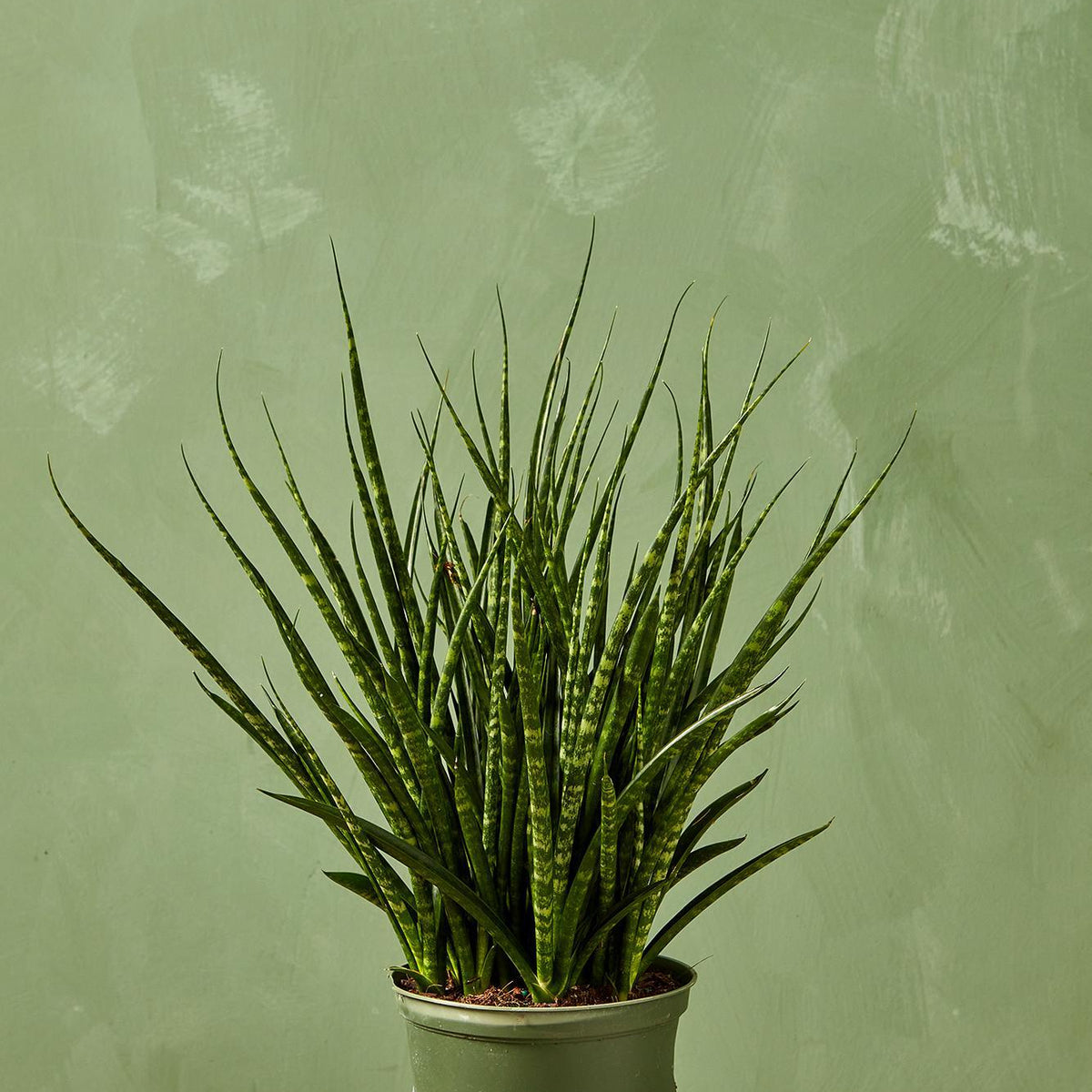 Fernwood Snake Plant