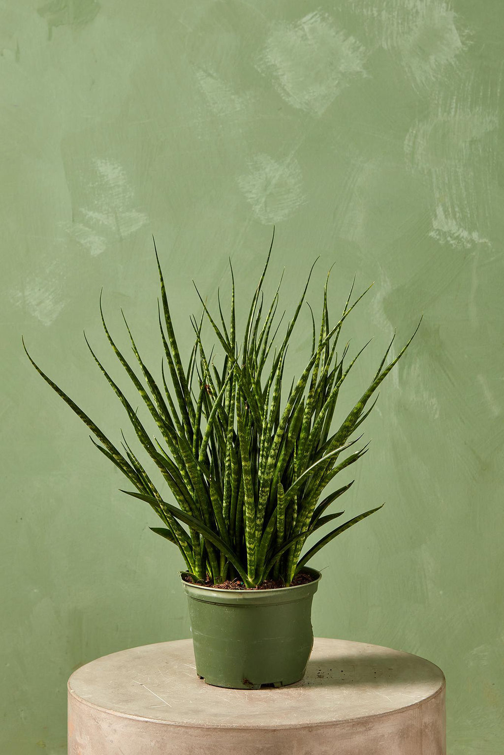 snake plants lowes Fernwood Snake Plant